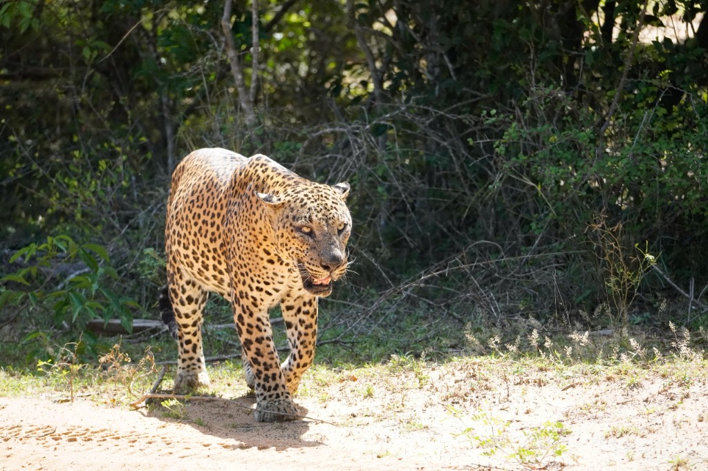 Leopard walking through Yala forest toward camera