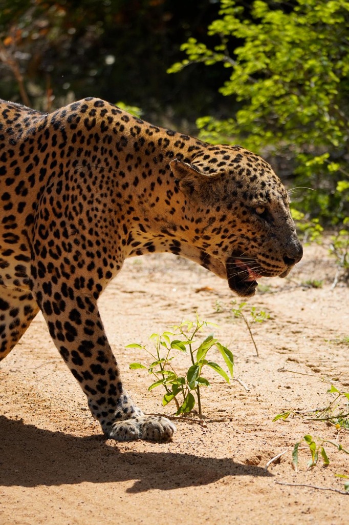 Close-up of a snarling Sri Lankan leopard in Yala
