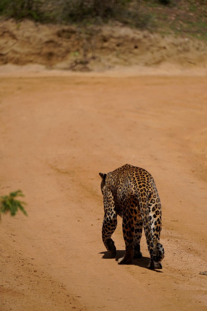 Sri Lankan leopard walking away on a sandy Yala track