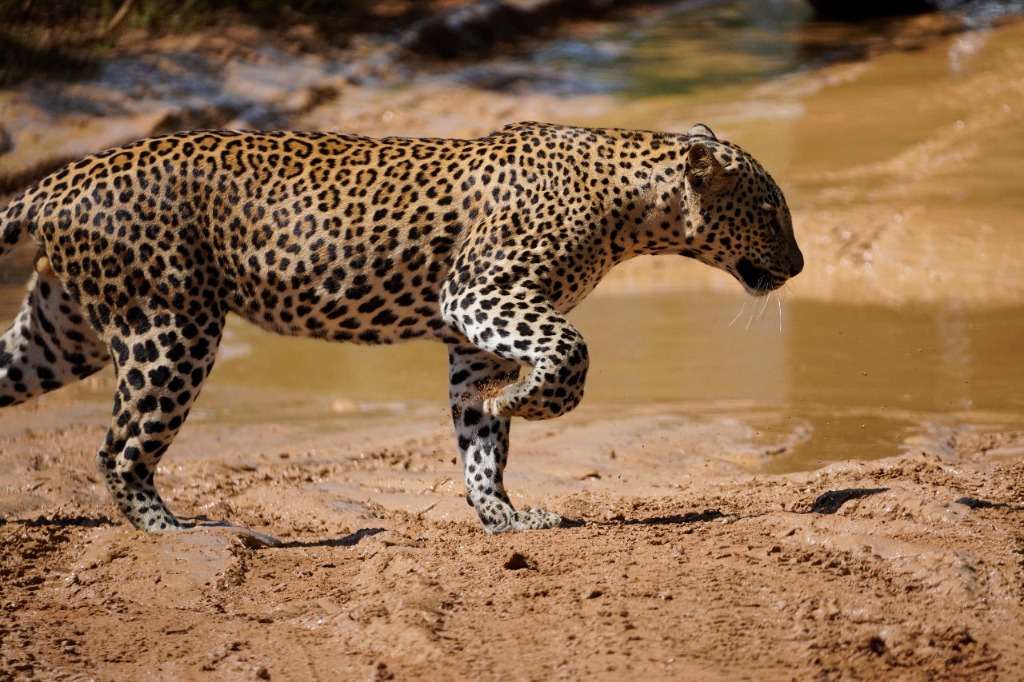 Leopard walking beside a waterhole in Yala National Park
