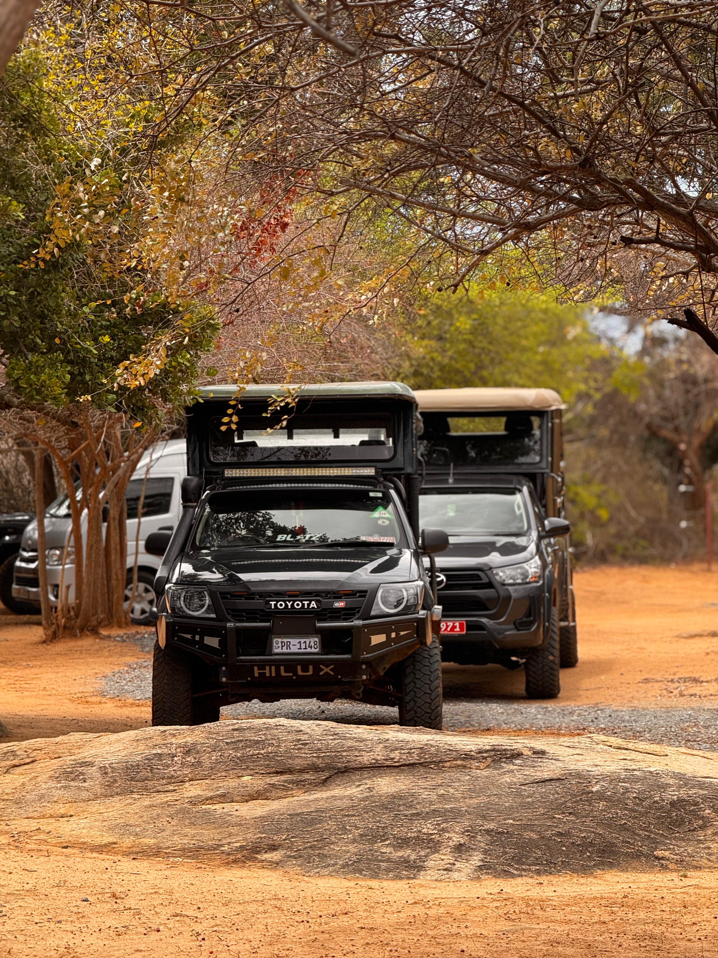 Safari jeeps waiting beneath Yala's forest canopy