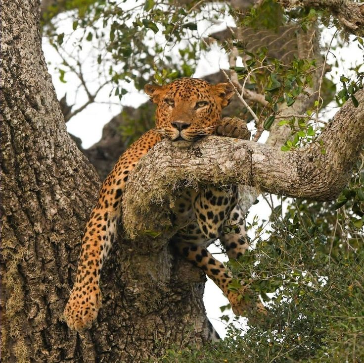 Leopard resting in a tree at Yala National Park