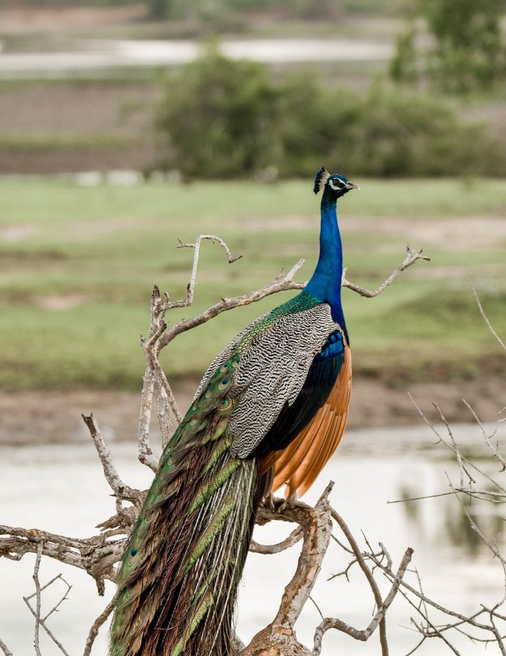Colourful bird in Sri Lankan wilderness