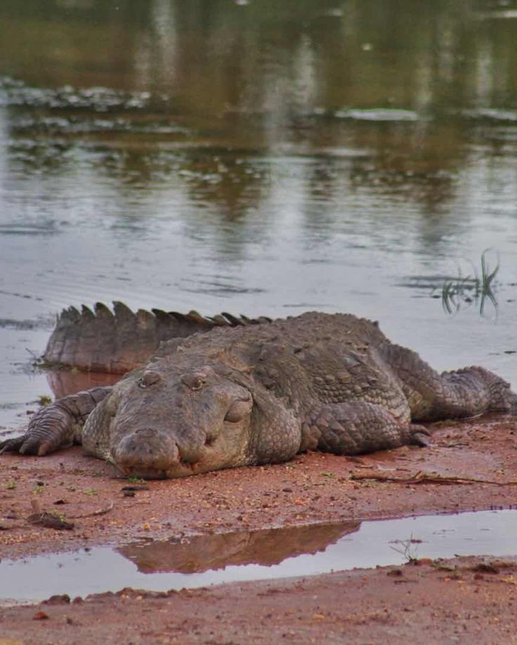 Crocodile at a Sri Lankan waterhole