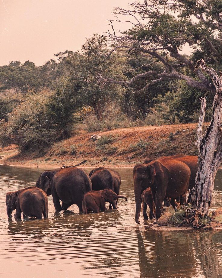 Wild elephant in Sri Lanka