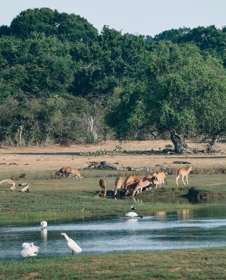Sri Lankan wilderness landscape