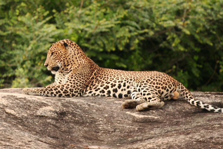 Sri Lankan leopard in Yala